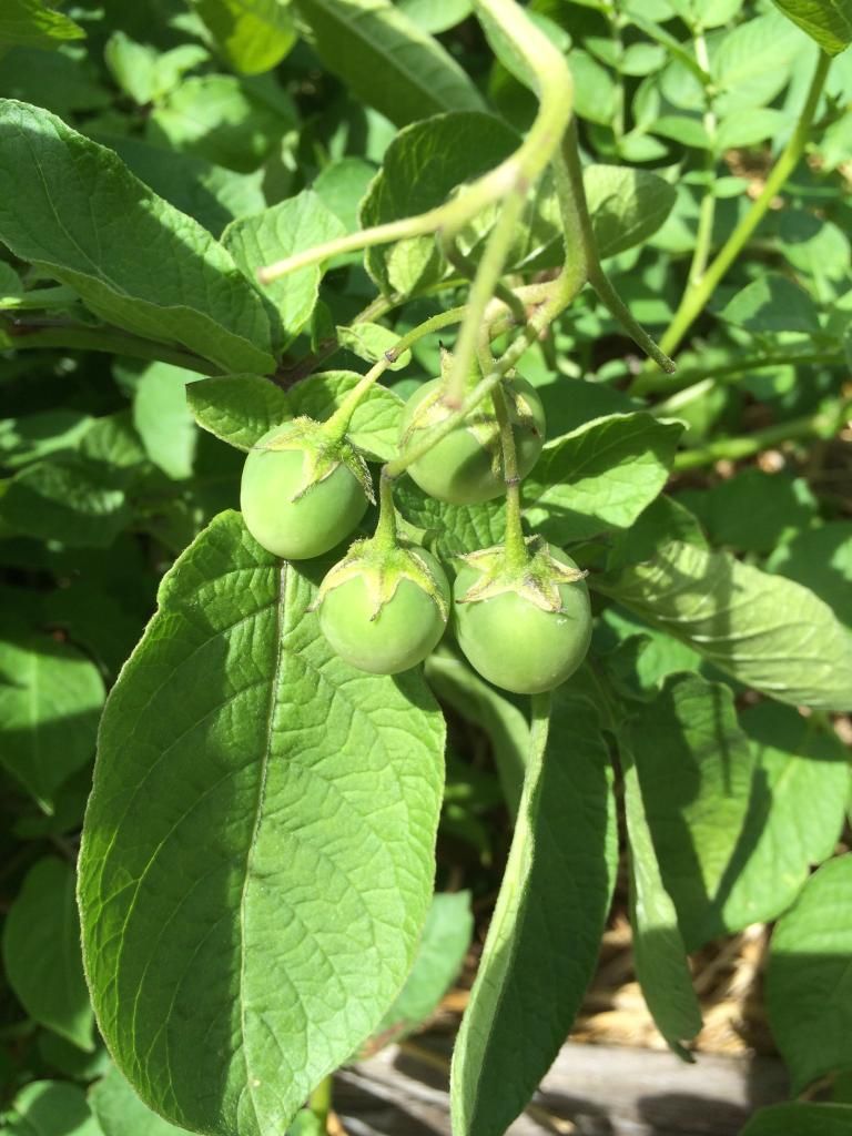  photo B298AD08-47A8-4347-988D-97070FE90054.jpg